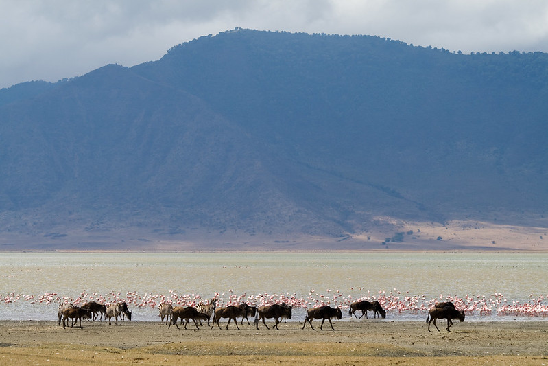 Wildebeest and flamingos at Lake Magadi. Photo/ Stig Nygaard